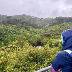 Viewing tower in Zealandia... still raining but at least the thunder stopped!