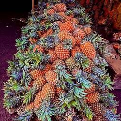 Gorgeous pineapples in the market