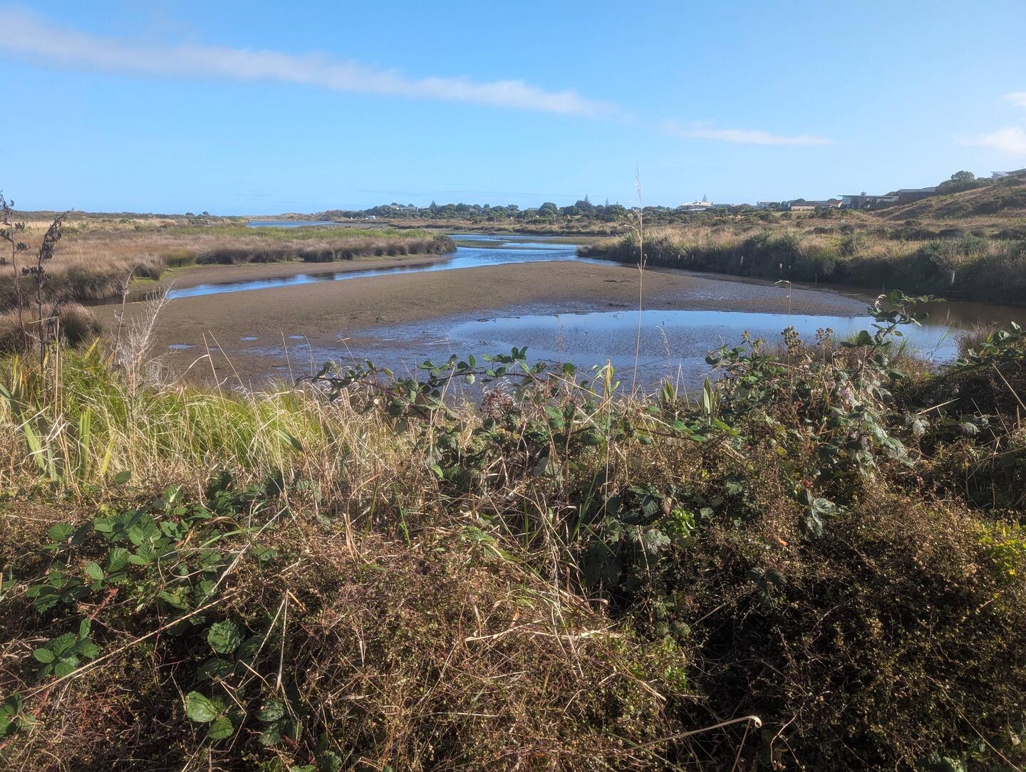 A view of the wetlands