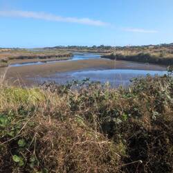 A view of the wetlands