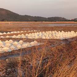 Salt Fields