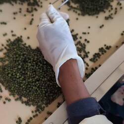 Women sorting pepper corns @ La Plantation