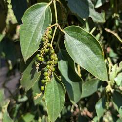 Pepper corns @ La Plantation