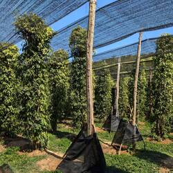 Pepper plants @ La Plantation