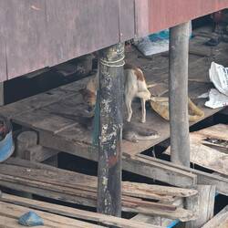 A playful otter @ Preaek Svay fishing village