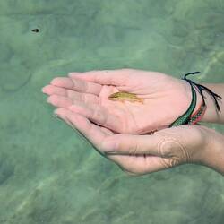A fish that really just wants to relax in a human's hand.