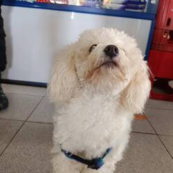 Who let the dogs out?