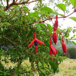 Fuchsien,. massenhaft