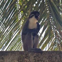 Samurai, der Hausaffe