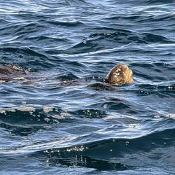 Schildkröte im Wasser