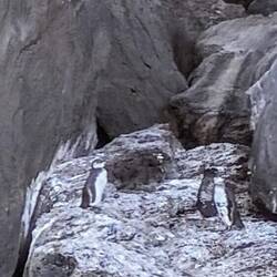 Galapagos-Pinguine brüten auf dem Fels