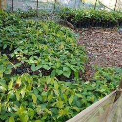 Hier werden Kakaopflanzen heran gezogen