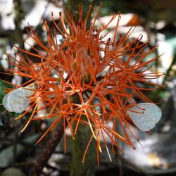 Laut unserem Guide soll das eine Fire-Crown-Lily sein