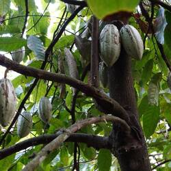 Und hier sind größere, in einem Monat reife Früchte