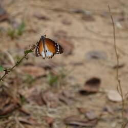 Hier gibt es viele Schmetterlinge