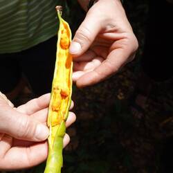 Was die Affen essen, verschmähen wir auch nicht...