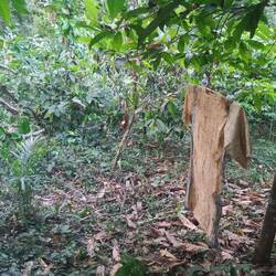 Eine "Vogelscheuche" dient zur Abschreckung von Affen