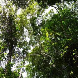 Ein Blick nach oben in das Blätterdach