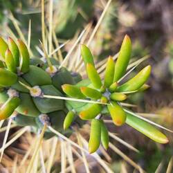 Kaktus auf Spaziergang