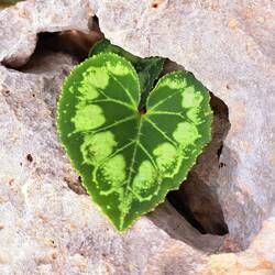 Natur findet ihren Weg