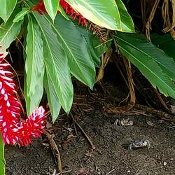 Überall die Landkrabben