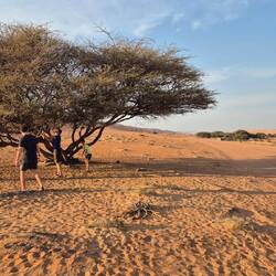 Holz sammeln für's Lagerfeuer
