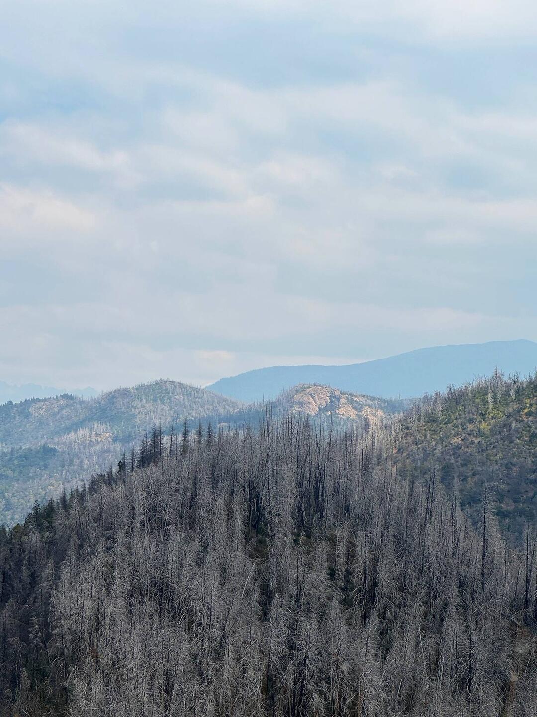 Auf dem Weg viele Skelettbäume, Überreste der Waldbrände der letzten Jahre