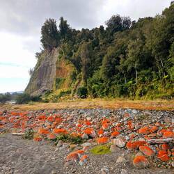 Falaises bordant Waiho river ou on retrouve le lichen orange !
