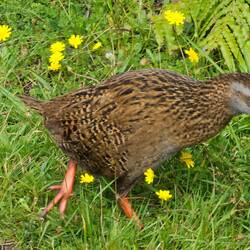 Et nous découvrons le Weka, un oiseau hyper curieux et chapardeur