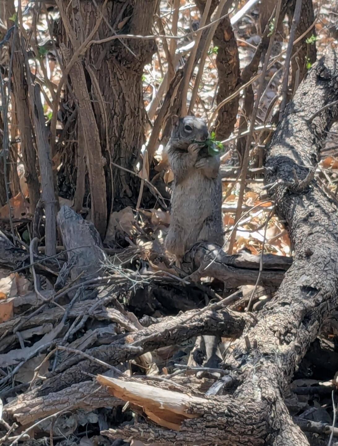 Squirrel. He was on a limb that had leafed out