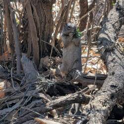 Squirrel. He was on a limb that had leafed out