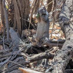He crashed to the ground and ate his prize!