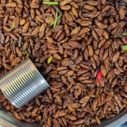 Scorpions, tarantulas, worms, frogs enjoyed by locals with beer!