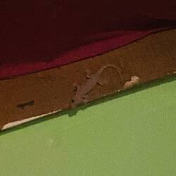 Tierischer Mitbewohner im Hostel
