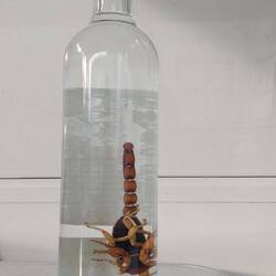 Mezcal - zum Nachspülen 😂