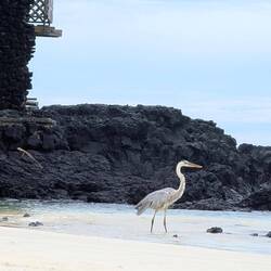 Reiher am Strand
