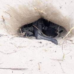 Leguan beim Graben (vorn ist der Schwanz)