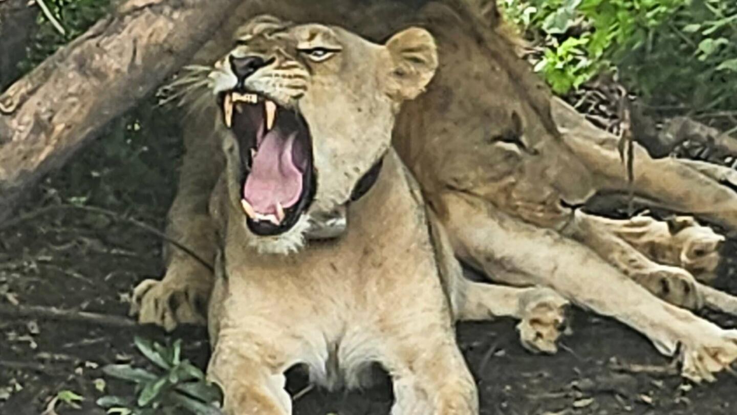 She looks fierce but I think she's just yawning
