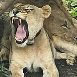 She looks fierce but I think she's just yawning