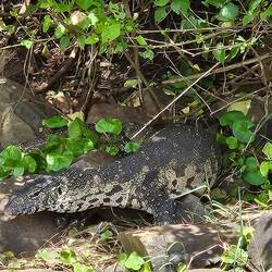 Water monitor lizard
