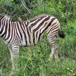 Zebras, one with a red-billed oxpecker on board