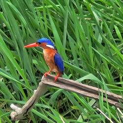 Malachite kingfisher