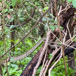 Snake on the way to the Lookout