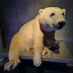 Knut der Eisbär (Knutus maritimus), auch Polarknut genannt.