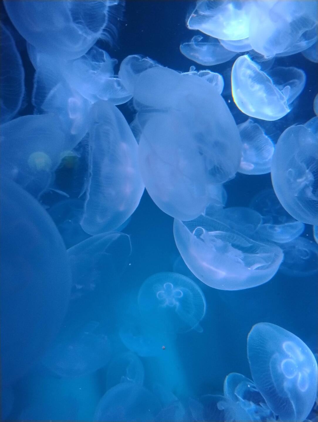 Medusen gelten als gute Zuhörer