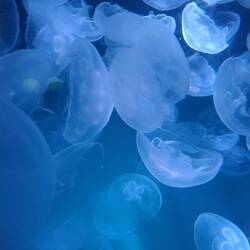 Medusen gelten als gute Zuhörer