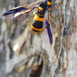 Centennial Park / Insekt
