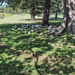 Centennial Park / Little Corella Cockatoo