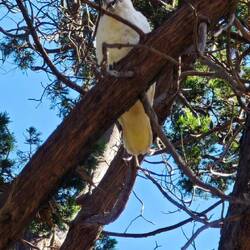 Centennial Park / Little Corella Cockatoo
