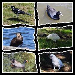 Centennial Park / Vögel